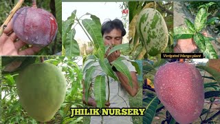 Download lagu KT mango / Gourmoti mango / all fruit plant nursery / West Bengal Birbhum / JHILIK nursery