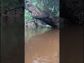 SUASANA PAGI PENGECEKAN ARUS SUNGAI SEBELUM PASANG JARING IKAN JERAT IKAN DIHUTAN#shorts