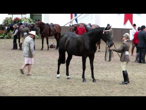 Danielle Heath's overview of horse showing season 2013