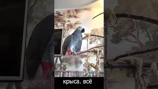 ✅ НА БОЛТАЛА НА СТАТЬЮ  ЖАКО ПЕТРУНЯ ZHAKO PETRUNYA  (СУБТИТРЫ) #Short #parrot #funny_video