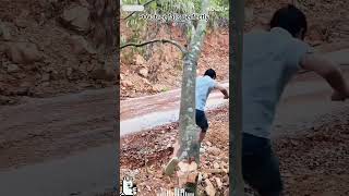 Heavy Equipment Takes Down Trees 🚜 #logging #machines #forest  #fail #funny #snowfall