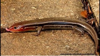 One of the cutest and most intelligent adaptations to humans i've seen
tiny lizards perform. filmed over several days this little skink
lizard that lives und...