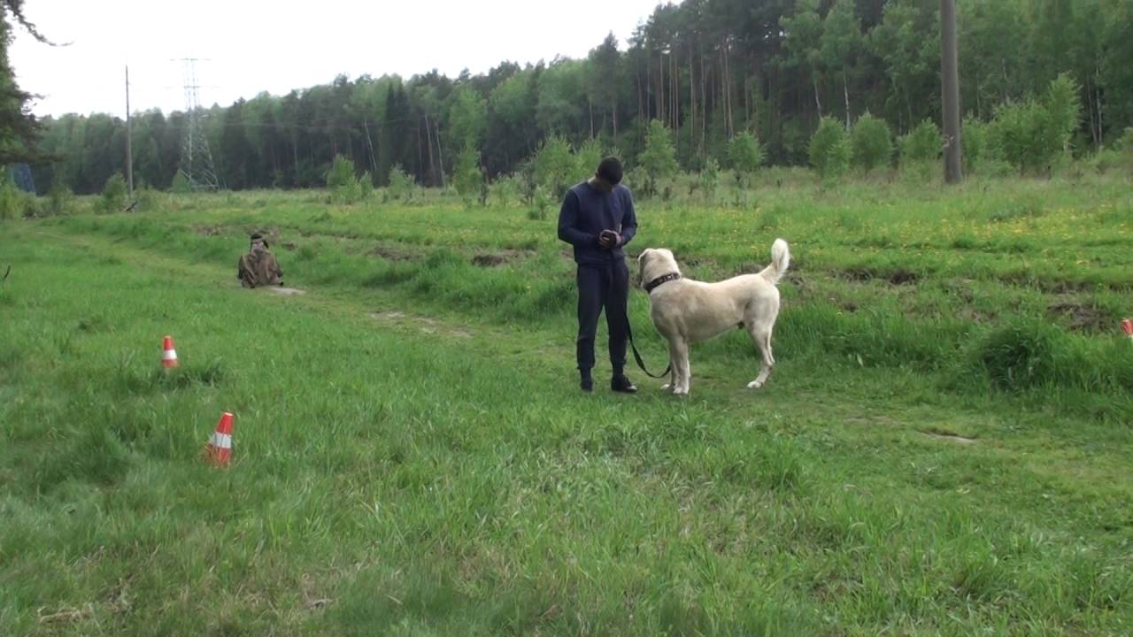 Армянский волкодав (Гампр) Вагр. Тест ХНК