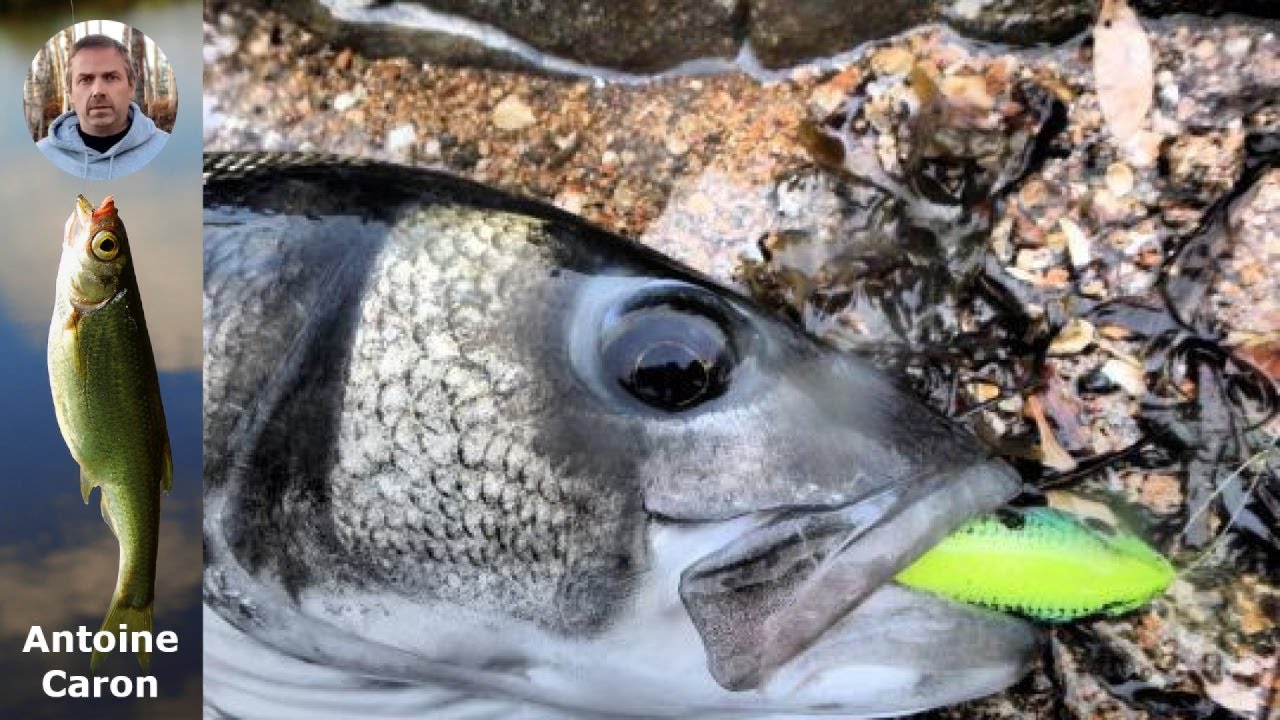 Découvrez comment pêcher le bar en eau douce avec vos leurres : astuces et techniques!