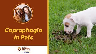 Coprophagia in Pets