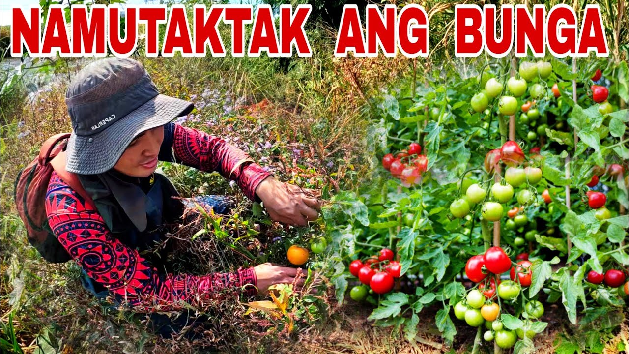 Pauwi Nalang!! Natagpuan Pa Namin Ang Napakaraming Gulay Sa Gitna Ng Ilog