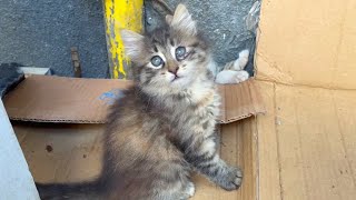 You will forget your problems while watching the cute and funny kitten