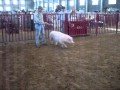 Stock Show Visit