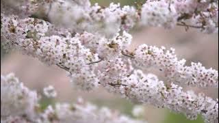 Rain Fuse - Background Music, Relaxing Music