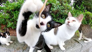 食いしん坊な猫達におやつをあげようとしたら、猫パンチで奪い取られた