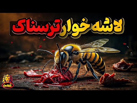 زنبور لاشه خوار قهرمان کوچک طبیعت
