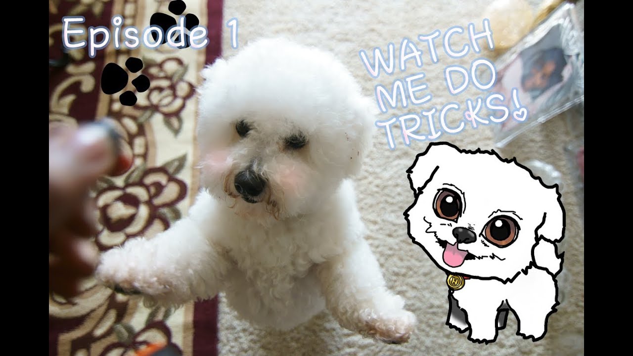 Hachi Shorts Ep.1 - Simple Tricks