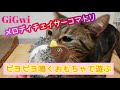 【GiGwi】ギグウィメロディチェイサーコマドリで遊んでもらう【猫動画】
