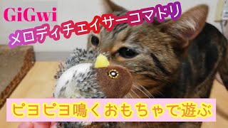 【GiGwi】ギグウィメロディチェイサーコマドリで遊んでもらう【猫動画】