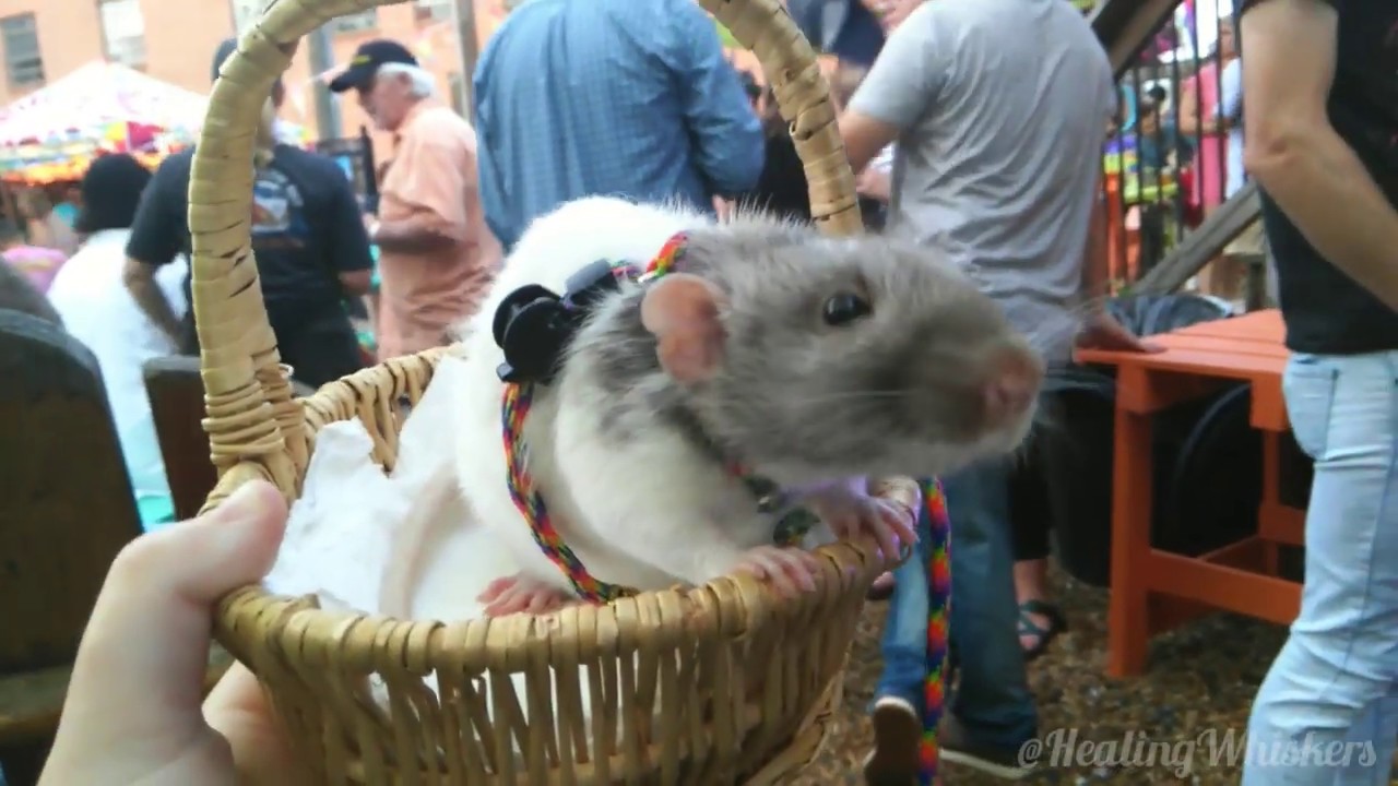 Vincent the Therapy Rat at Pride Rome, Ga