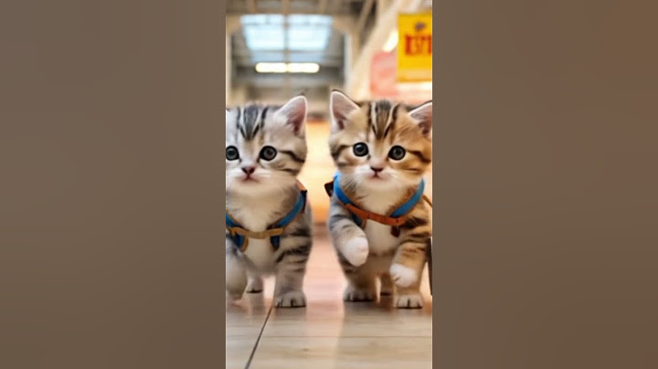 Kittens Are Shopping #cat #cute #funny