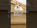 出勤ギリギリに階段で駄々をこねる猫#shorts