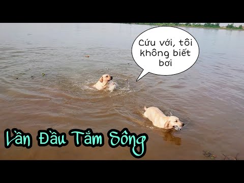 Video Phì cười xem Củ Cải học bơi -Củ Cải Kim Chi lần đầu... - youtube