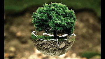 Quali sono i difetti del Toro?