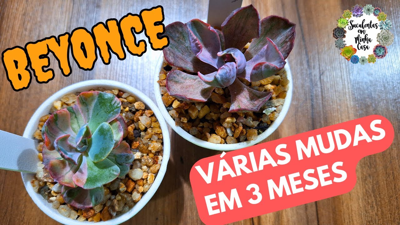 Cortei ( DUAS ) Vezes Minha Echeveria Beyonce em 3 Meses - MOSTREI TUDO - Como Fazer Mudas