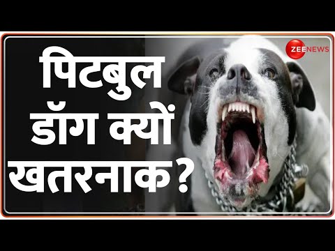 Ghaziabad Pitbull Attack Video: ग़ाज़ियाबाद में पिटबुल ने युवक को बुरी तरह नोंचा, CCTV में कैद