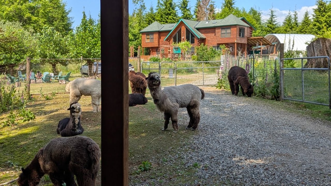 Spring Weekend at Paca Pride  Guest Ranch 🦙 