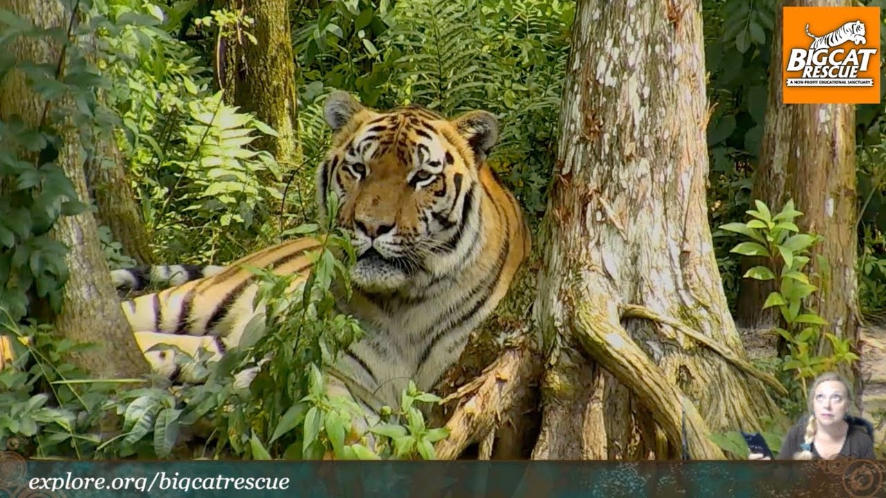 International Tiger Day 2017 Part 1 of 2