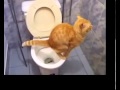 Kucing Lucu, Makan Tikus dan BAB di Toilet 1