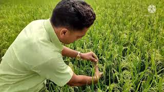 উন্নত ধৰণৰ ধান নাম CHAMP SS 511 অধিক উৎপাদন হয়। GAPTOLA গাপতলা