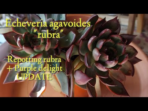 Video: Echeveria Iki Rəngli çiçəklər