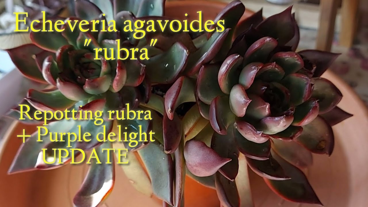 Echeveria agavoides rubraHow to repotting Echeveria agavoides rubra