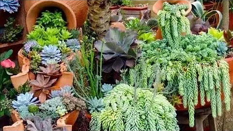 60+ Unique Succulent Gardens Idea For Landscaping | Vertical Planters Display.