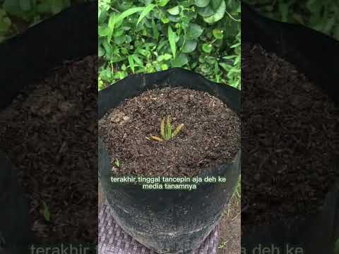 Video: Cara Memindahkan Aloe Vera (dengan Gambar)