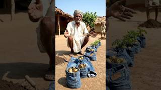Purani Jeans Me Ug Gaye Aloo 😳👖🥔 | Desi Kisaan Ka Genius Jugaad