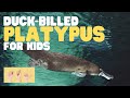 Platypus Facts and Features