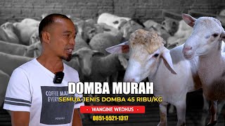 CHEAP SHEEP! ALL TYPES OF SHEEP FOR IDR 45,000/KG | WANGINE WEDHUS FARM | ASBLANAS.TV