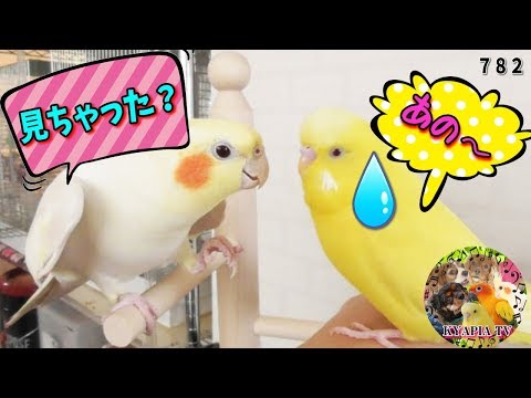 きゃぴあてれび Kyapia Tv