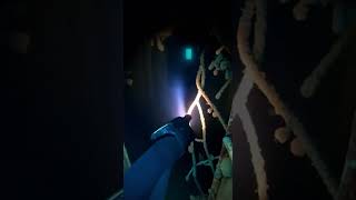 沈没船の奥で立っていたもの”Something Was Standing Inside the Sunken Ship**#ホラー #水中ホラー #沈没船 #ダイバー視点 #shorts#Horror