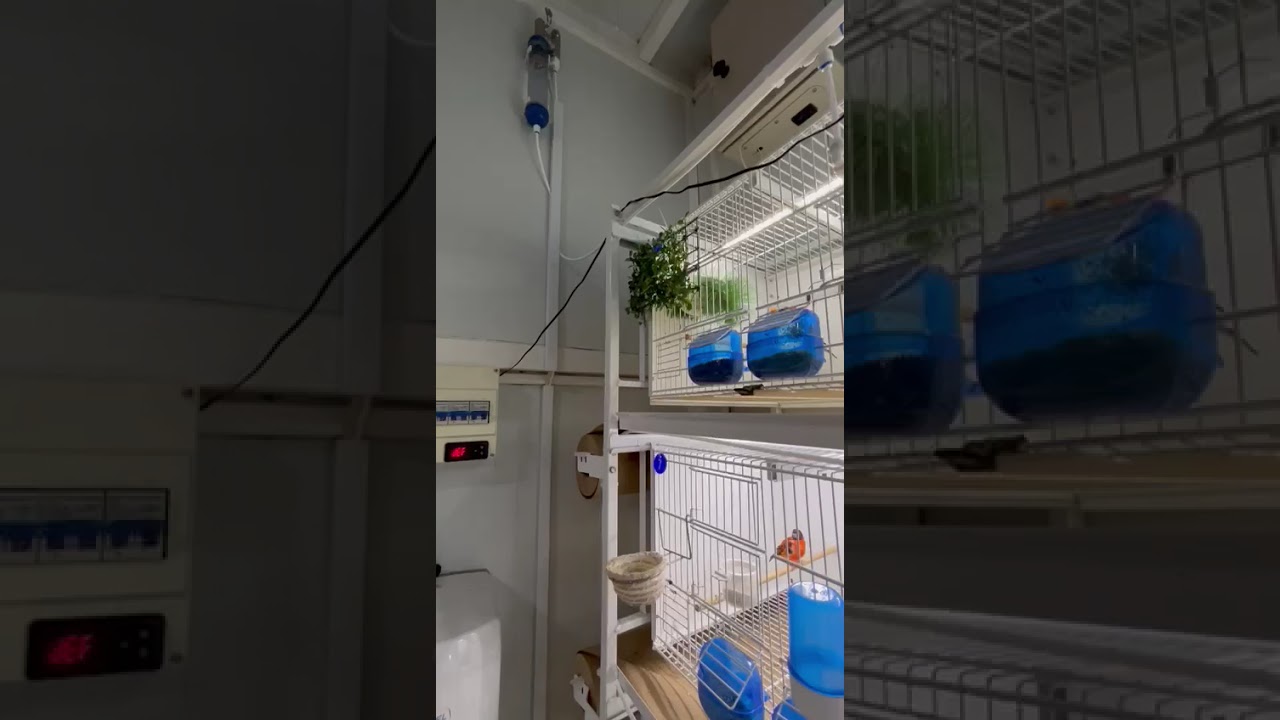 #aviario Estepa (Córdoba) #canaricultura #ornitologia #bebederoautomatico