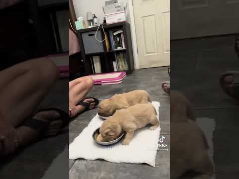 How Does A 2 Week Old Puppy First Eat Canned Food?