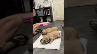 How does a 2 week old puppy first eat canned food?