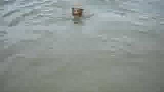 pixie swimming