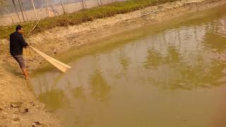 Gao me jali se massli pakarna