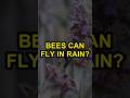 Bees Can Fly In Rain
