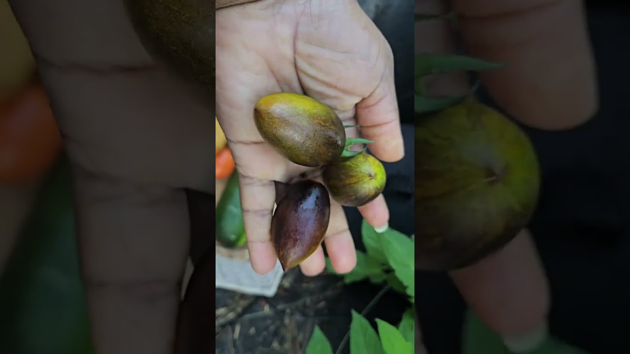 Another Awesome/bountiful harvest