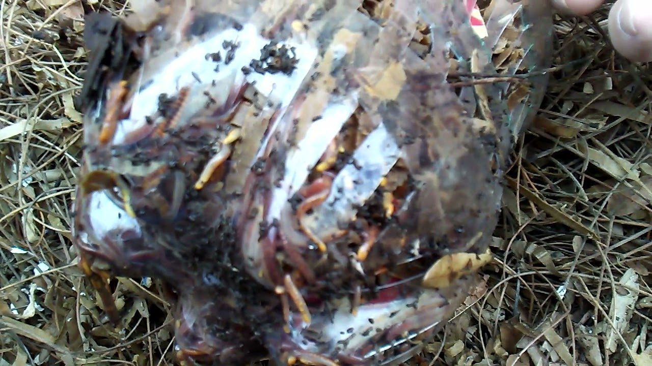 Feeding milk to composting worms, part 1