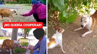 Ayudan A Perrita Abandonada Y Descubren Que Estaba Lactando No Creerás Lo Que Sucedió