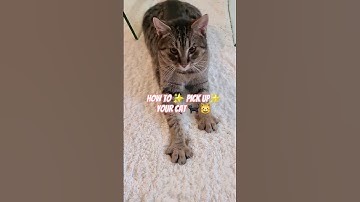 How to pick up a CAT (the RIGHT way) #shorts #viral #cat #foryou
