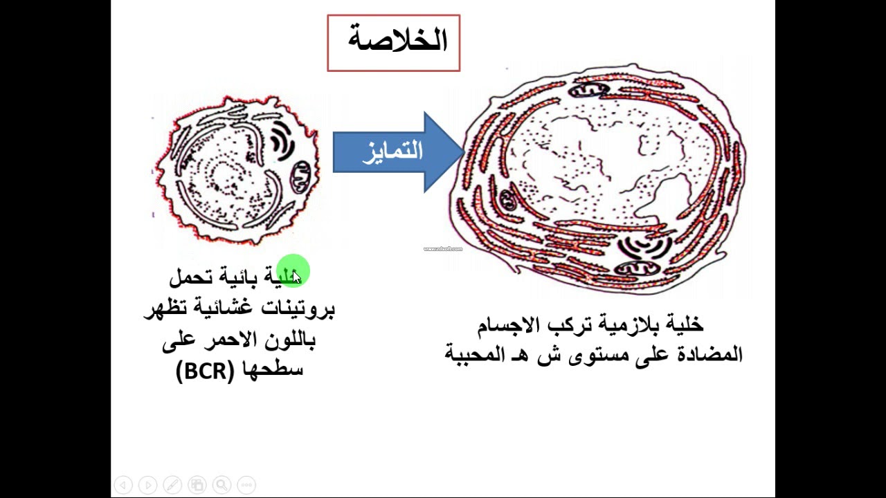 العرض 19 مصدر الاجسام المضادة الية الانتقاء النسيلي و حوصلة مع تمرين مقترح للحل