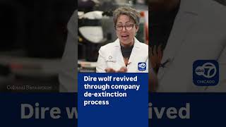 Dire wolf revived through biotech company's de-extinction process